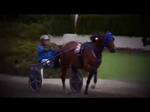 Elitloppet 2017 - Bravo TIMOKO (Equidia)