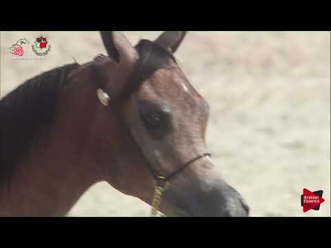 N 374 D NAYEL   UAE Nationals 2019