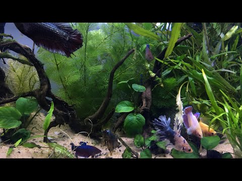 What to Feed Betta Fish