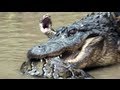 Python vs Alligator 13 -- Real Fight -- Python attacks ...