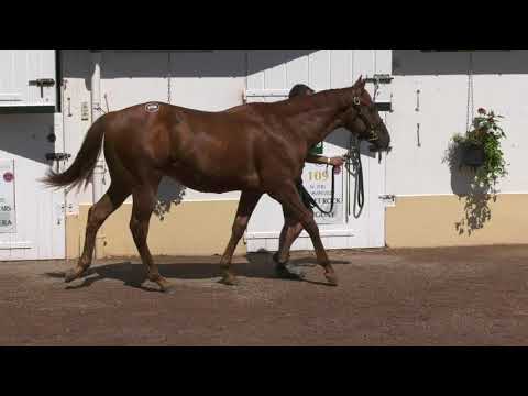 2021 August Yearling Sale - Lot 255 c. NIGHT OF THUNDER x PRECIOUS DREAM