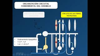 Cerebelo - Parte 3 - (7/9)