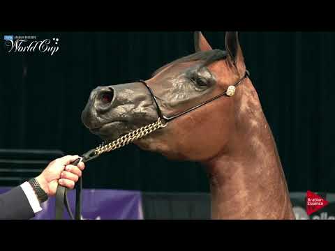 N.192 GHAZELLE WPI - LAS VEGAS 2019 - Arabian World Cup Junior Mares (Class 113).mp4