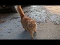 Orange Cat Meowing With A High Pitched Voice Is Unbelievably Affectionate