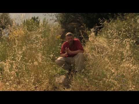 Falkonection - Identidad (Official Videoclip)HD // Reggae// Ritmos Flamencos