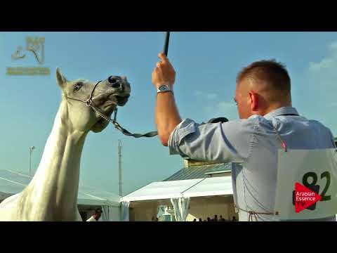 N.82 ELLISEINA - 2017 Pride Of Poland - 7/10 Years Old Mares (Class 8)