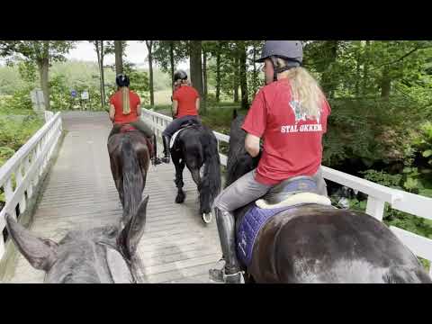 Stal Okkema's Tjibbe - Alwin x Folkert - stallion - 2014 - 1.61m