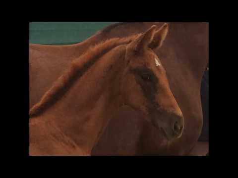 SOLD! Filly * 2017 VITALIS - BELISSIMO M - WELTMEYER