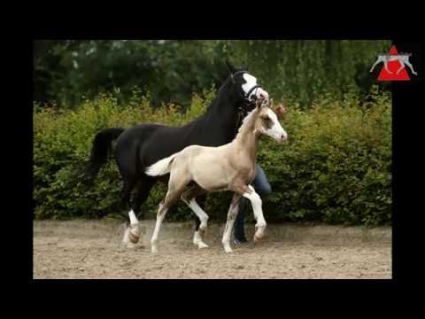 40 Der Picasso HF v. Dating AT - Bavarottie