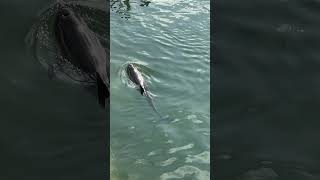 Costa Maya in Mexico has a ton of things to do in and around the cruise port #cruise #ncljoy