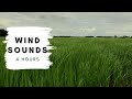 Breeze Wind Sounds in Grass Field Ambience for Sleep