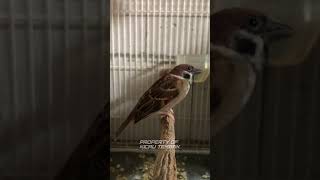 Download lagu Speed Rapat‼️Burung Gereja Gacor Nyerecet Suara Jernih #shorts mp3