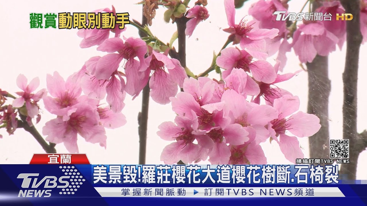 美景毀!羅莊櫻花大道 櫻花樹斷、石椅裂