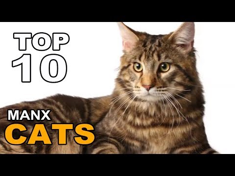 TOP 10 MANX CATS BREEDS