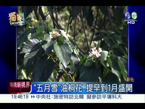 怪天候亂花期 油桐花提早綻放