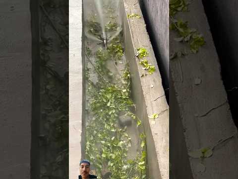 Dekho gandi nali me kachra ko kaise saaf Kiya jata hai#clean #facts #shortsvideo