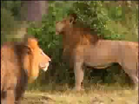 Fooled by Nature - Rival Roars