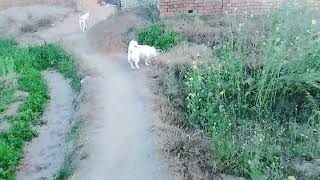 Baby Girl Is Being Raised By Six German Shepherds | The Dodos, IFDV