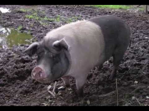 , title : 'Swabian-Hall Swine | Facts, History & Characteristics'
