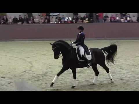 Blue Hors Stallion show 2019: Farrell