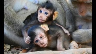 Super cute Prince Lucas hug happy meeting sister Bailee