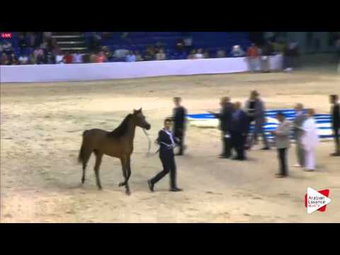 N.66 D SHIREEN - Dubai 2016 - Fillies 2 years old (Class 3)