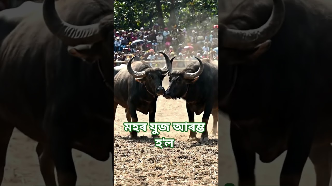 মহৰ যুজ চাবলৈ নেৰিব । #shortsviral #youtubesearching #viralyoutubevideo #viralshorts #viralvideo .