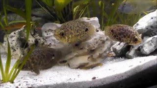 ctenopoma acutirostre leopard gourami