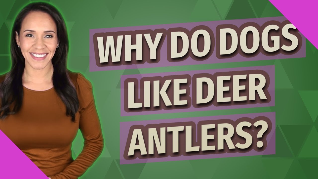 Why do dogs like deer antlers?