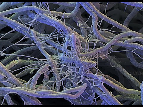 Actinobacteria in Earthworm Cast and Gut: Distribution and Bioactivities