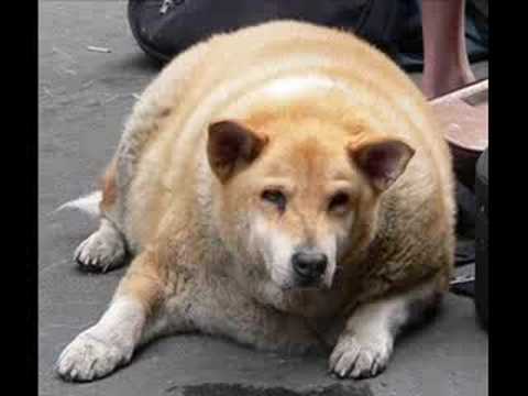 wesley willis- suck my dogs dick
