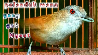 Download lagu pelanduk semak mana yang gak nyaut berbunyi...cukup putar sebentar saja pelanduk lain auto Nyaut. mp3 Download lagu pelanduk semak mana yang gak nyaut berbunyi...cukup putar sebentar saja pelanduk lain auto Nyaut. mp3