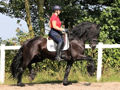 Stal Okkema's Hylke - Doaitsen x Feitse - gelding - 1.63m - 2010