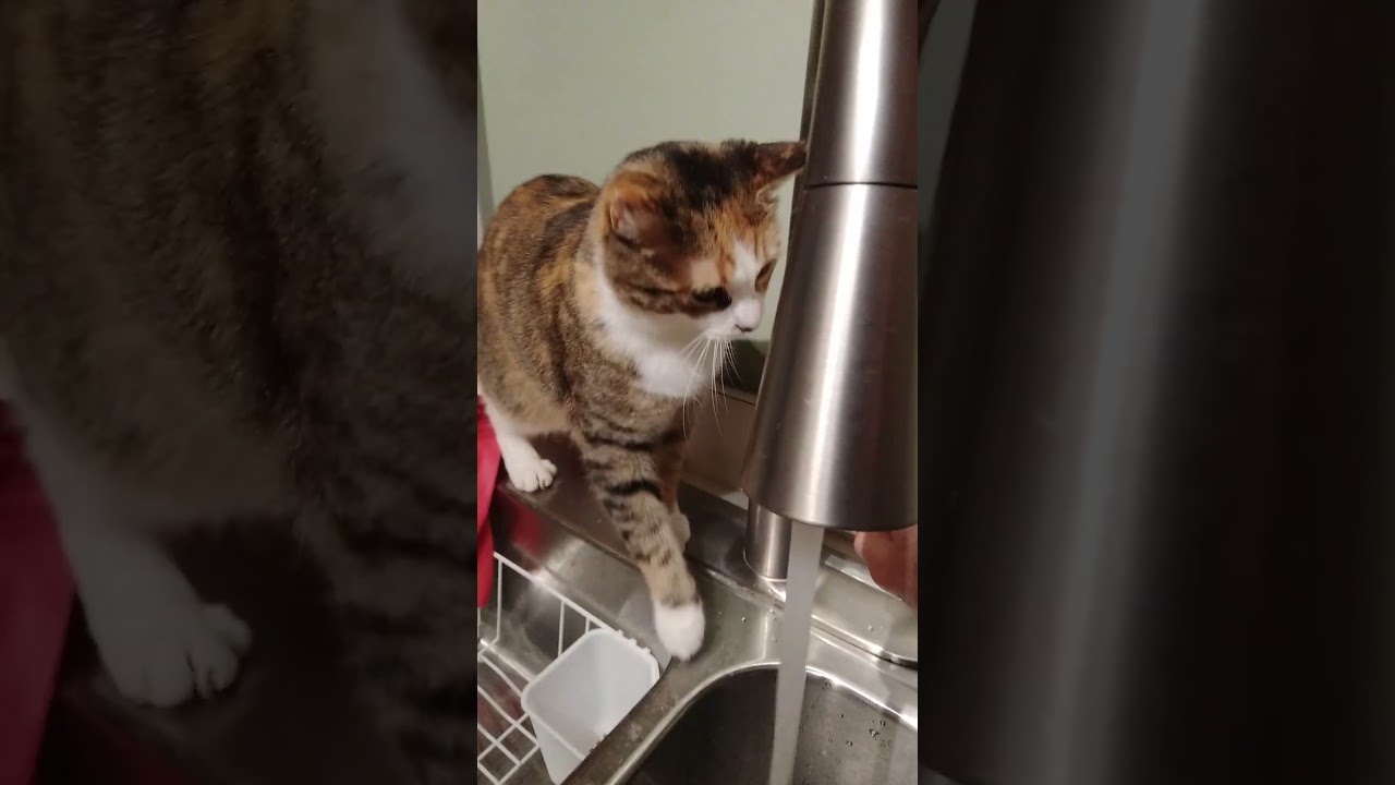 Enlarge Lucky, an adoption pending mixed breed in Nashville, TN video 5/6