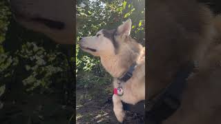 There’s something in the air…yeah it’s husky hair