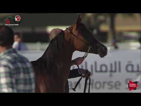 N 39 RAWAT ALBATEEN   UAE Nationals 2019