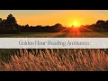 Golden Hour Reading Ambiance Beautiful Golden Hour Visuals With Nature Audio