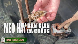 MẸO HAY VỀ CÀ CUỐNG
