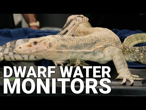 World’s Smallest Water Monitors? Kevin McCurley’s Next-Level Breeding Project!