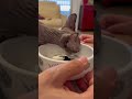 Как едят сфинксы #кошки#сфинксы #сфинкс #gata #gatitos #sphynx #sphynxcats