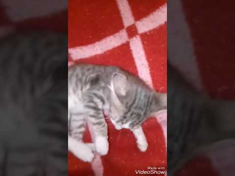 Le chat qui parle taghvaylit (titouch)