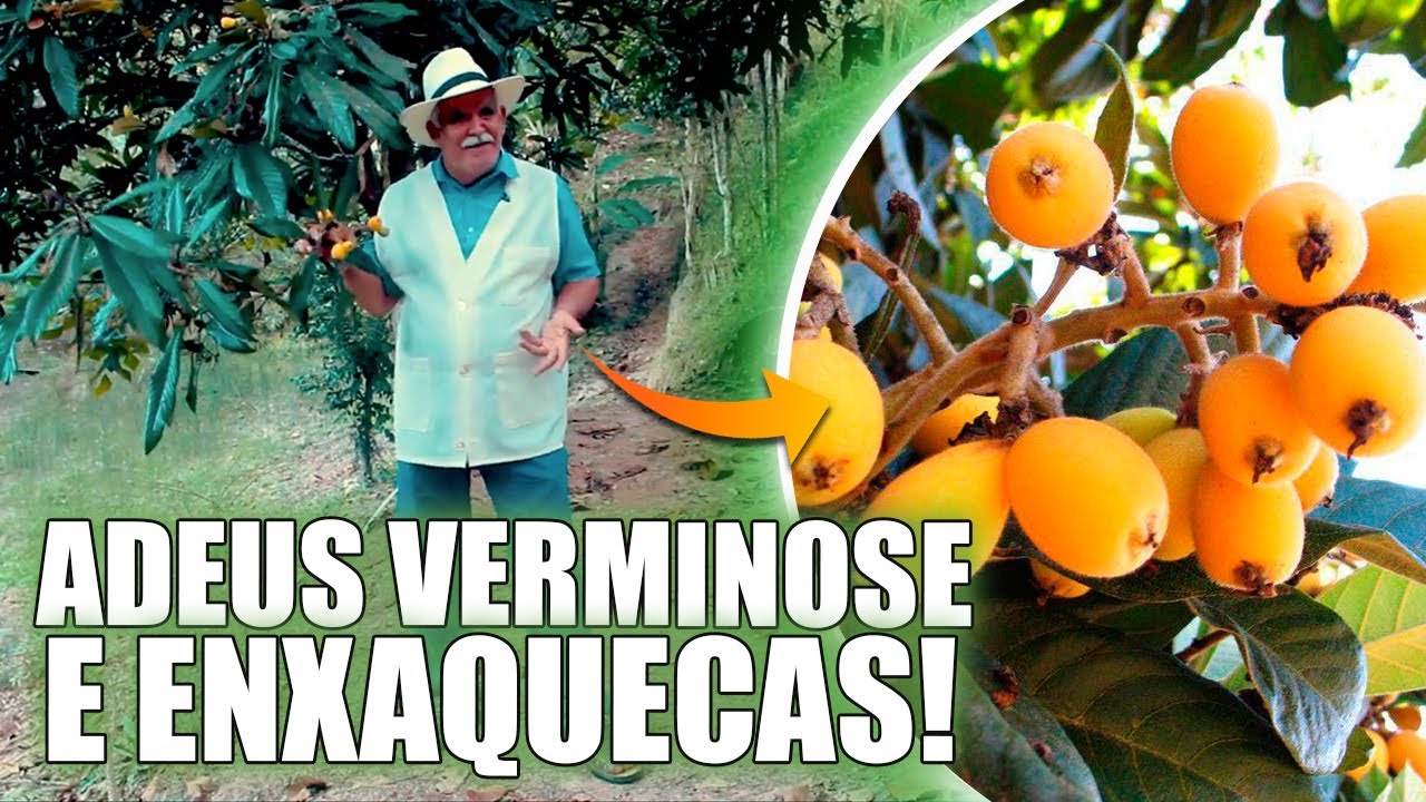 AMEIXA AMARELA (NÊSPERA): LICOR DE AMEIXA E SUAS PROPRIEDADES PARA COMBATER A VERMINOSE E ENXAQUECA