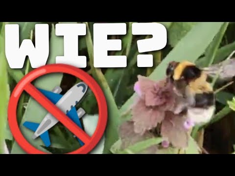 Faszination HUMMEL - Wie Hummeln trotz des hohen Gewichts fliegen können! 🤯