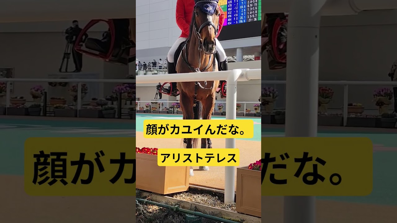 顔がカユイらしい誘導馬アリストテレス。 #競馬 #horse