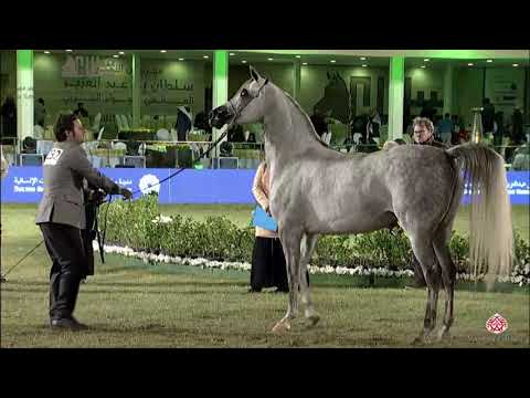 N.232 FILENA - 2020 PSAIAHF Al Khalediah Show - Mares 7-9 Years Old (Class 8)