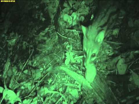 Genet eating banana