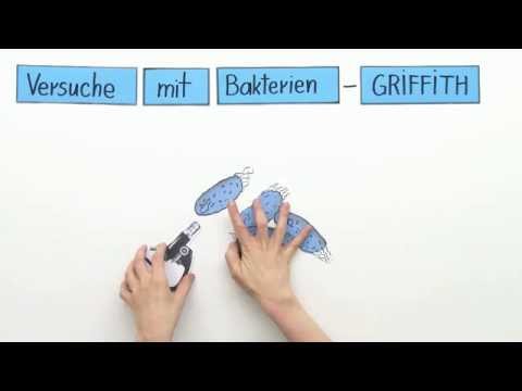 Versuche mit Baktieren - das Griffith-Experiment | Biologie | Genetik