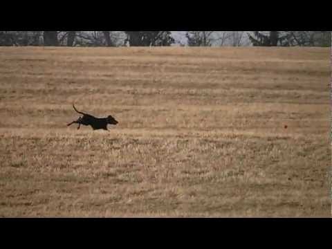 Coursing trénink 17.3.2012 - Marti