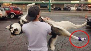When the Most Dramatic Dog Going to the Vet! The Funniest DOGS 2024!