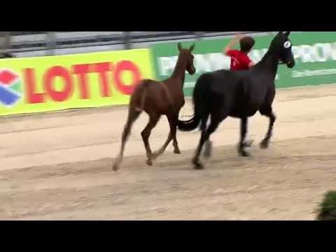 Chi-Chi, filly born 2014, sired by C-Trenton Z